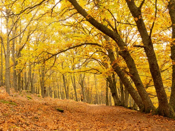 森の中の黄色の木々の美しい秋の風景 — ストック写真
