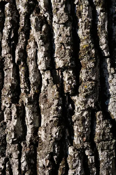 Ένα Κάθετο Κοντινό Πλάνο Των Υφών Στον Κορμό Ενός Δέντρου — Φωτογραφία Αρχείου