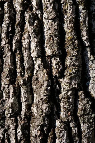 Primo Piano Verticale Delle Texture Sul Tronco Albero — Foto Stock