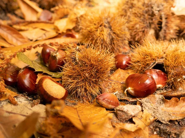 Närbild Fallna Kastanjer Och Blad Marken — Stockfoto