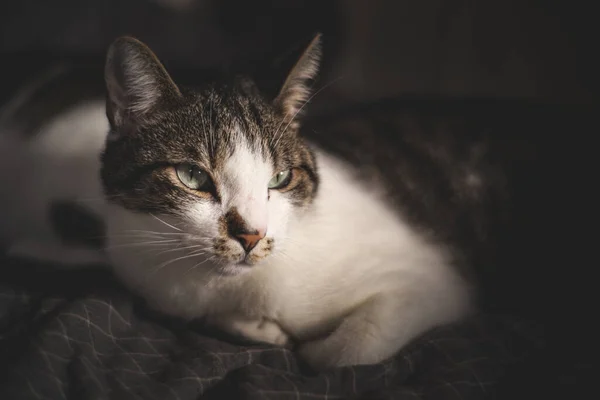 一只可爱的条纹猫的特写镜头躺在阳光下的床上 背景模糊不清 — 图库照片