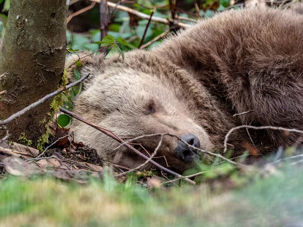 Roztomilý Medvěd Hnědý Ležící Zemi Lese — Stock fotografie