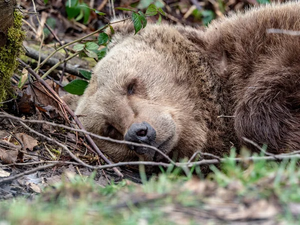 Милый Бурый Медведь Лежит Земле Лесу — стоковое фото