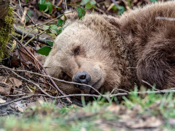 Ein Niedlicher Braunbär Liegt Auf Dem Boden Wald — Stockfoto