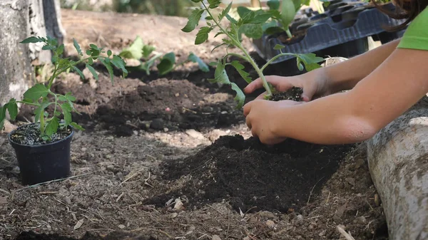 Agricultor Plantando Plantas Horta — Fotografia de Stock