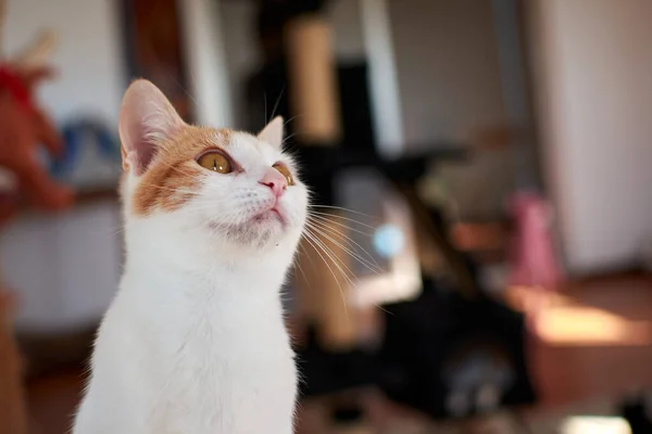 Eine Selektive Fokusaufnahme Einer Niedlichen Katze — Stockfoto