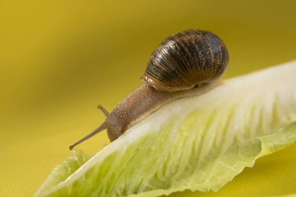 蜗牛在叶子上的选择性聚焦镜头 — 图库照片