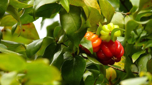 Closeup Shot Blooming Surinamese Cherries Fresh Tree Foliage — Stock Photo, Image