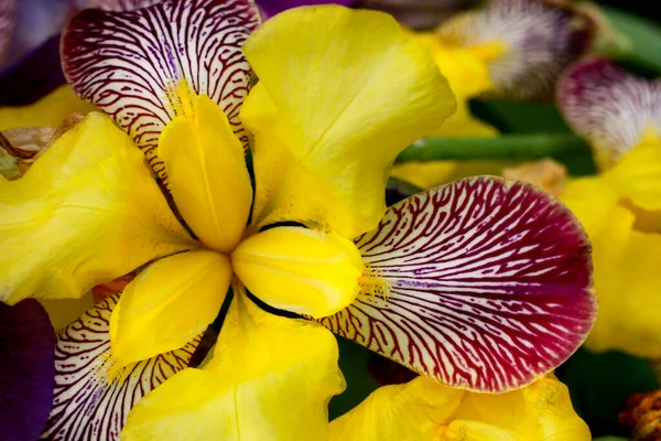 Ermenistan Lori Eyaletindeki Giardino Dell Iris Seçici Odak Noktası — Stok fotoğraf