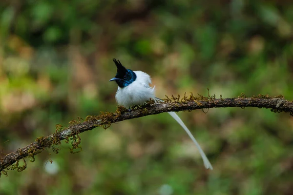 Tiro Seletivo Foco Pássaro Flycatcher Empoleirado Ramo Madeira — Fotografia de Stock