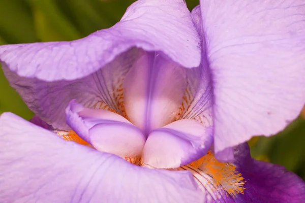 Mise Point Sélective Une Flamme Améthyste Iris Violet — Photo