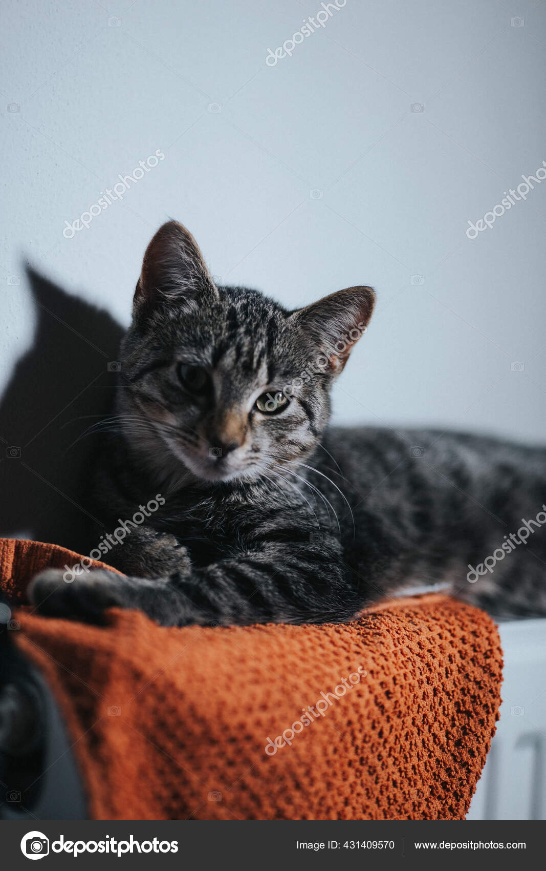 Gray Tabby Orange Striped Tabby Cat Gray Striped Cat Gray Striped
