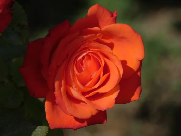 Focalizare Selectivă Unui Trandafir Roșu Sub Lumina Soarelui — Fotografie, imagine de stoc