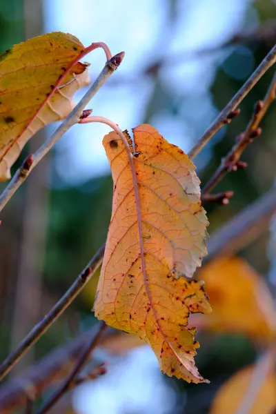 Ağaç Dallarındaki Kuru Sonbahar Yapraklarının Yakın Çekimi — Stok fotoğraf