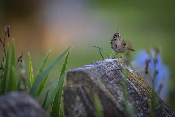 Bulanık Arkaplanda Bir Kuşun Yakın Plan Çekimi — Stok fotoğraf
