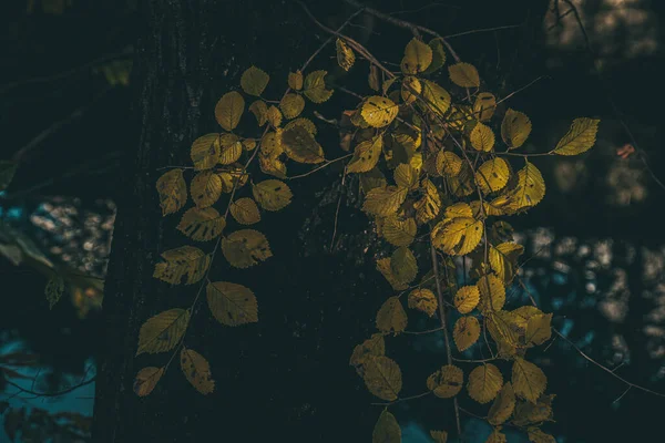 秋の野の木の枝に黄色の葉の塊 — ストック写真