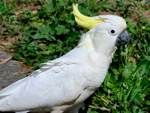 Sülfür Armalı Bir Papağanın Yakın Çekimi Güneşin Altında Bulanık Bir — Stok fotoğraf
