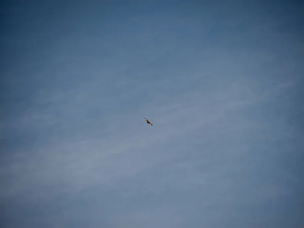 Ensam Fågel Flyger Bakgrunden Den Molniga Himlen — Stockfoto