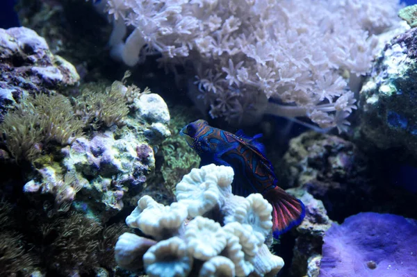 A high angle shot of mandarin duck fish on the ocean