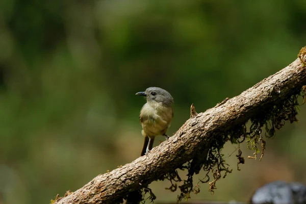 Enfoque Selectivo Una Newtonia Oscura Del Norte Encaramada Rama Madera — Foto de Stock