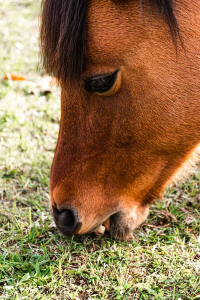 Vertical Closeup Brown Horse Head Grazing — Stock Photo, Image