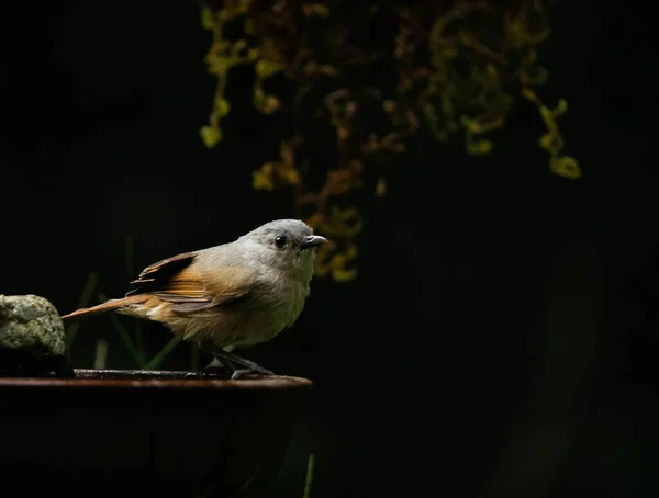 Селективный Снимок Птицы Сидящей Фонтане — стоковое фото