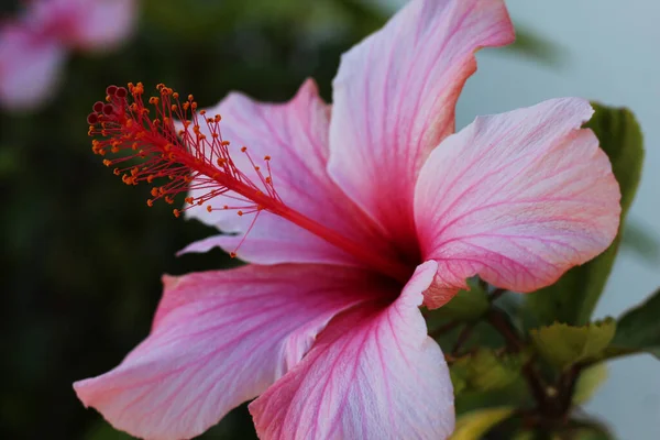 Närbild Rosa Hibiskus Park — Stockfoto