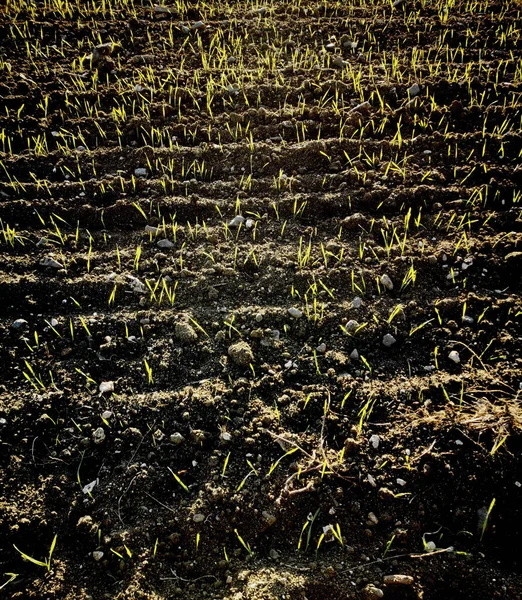 Plan Vertical Pierres Rochers Avec Herbe Courte Dans Champ — Photo