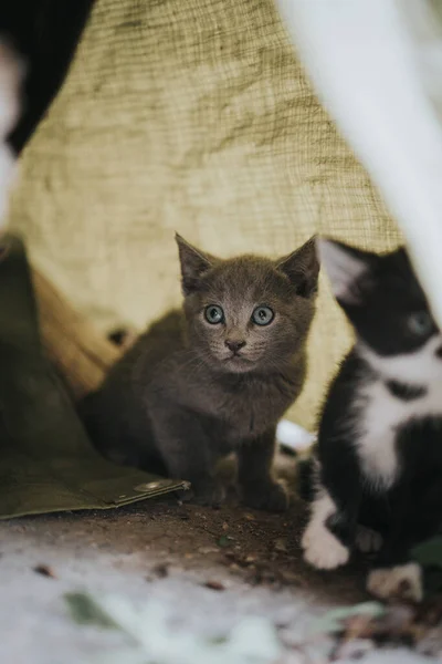 一只可爱的灰色小猫在织物下的特写镜头 — 图库照片