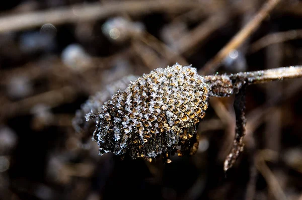 Closeup Shot Frozen Dried Wild Plant — Stock Photo, Image