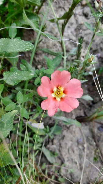 Botanik Bahçesinde Açan Pembe Çiçeğin Dikey Bir Odak Noktası — Stok fotoğraf