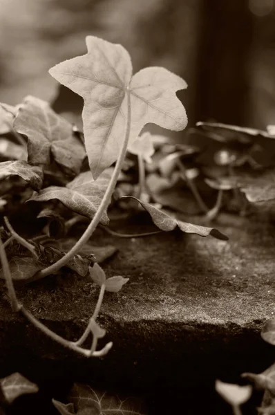 Серый Снимок Листьев Размытом Фоне — стоковое фото