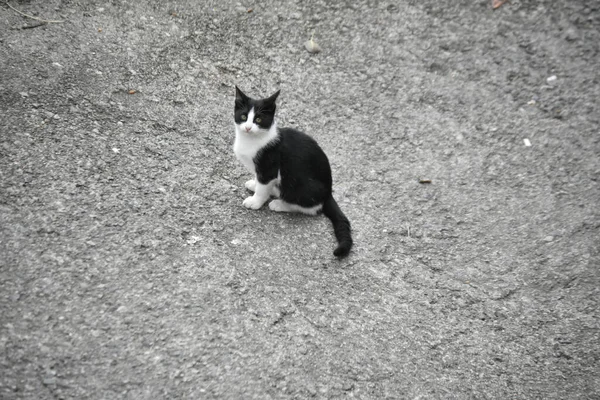 Szelektív Fókuszfelvétel Egy Imádnivaló Fekete Fehér Macskáról — Stock Fotó