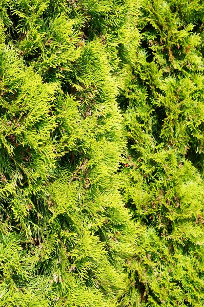 Disparo Vertical Árbol Jardín Verde Cubierto Por Luz Solar — Foto de Stock