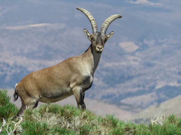 Tiro Seletivo Foco Ibex Alpino Uma Cabra Selvagem Nas Montanhas — Fotografia de Stock