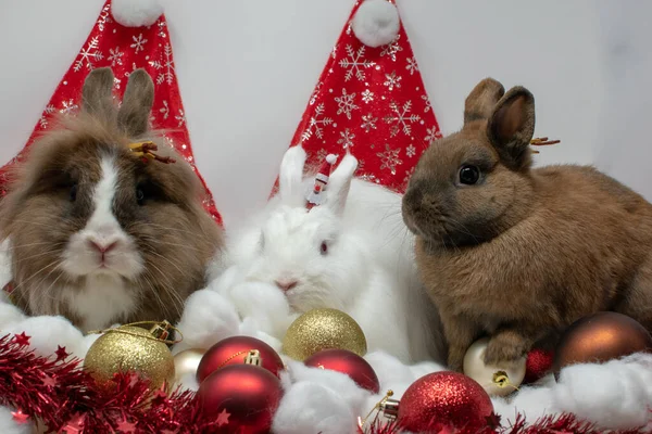 Ένα Κοντινό Πλάνο Των Χαριτωμένων Κουνελιών Χριστουγεννιάτικη Διακόσμηση — Φωτογραφία Αρχείου