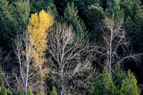 Foliage Forest Background John Dean Provincial Park Canada — Stock Photo, Image