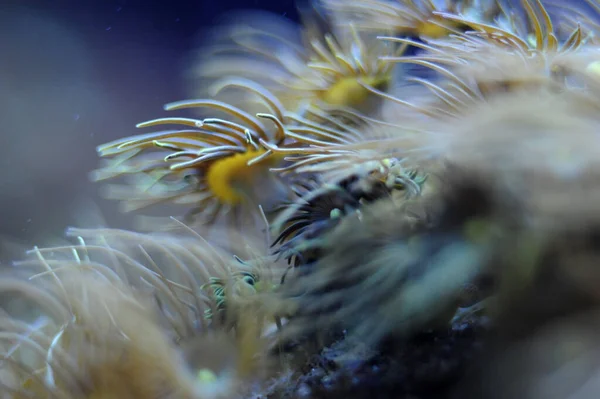 海洋中水下珊瑚的特写镜头 — 图库照片