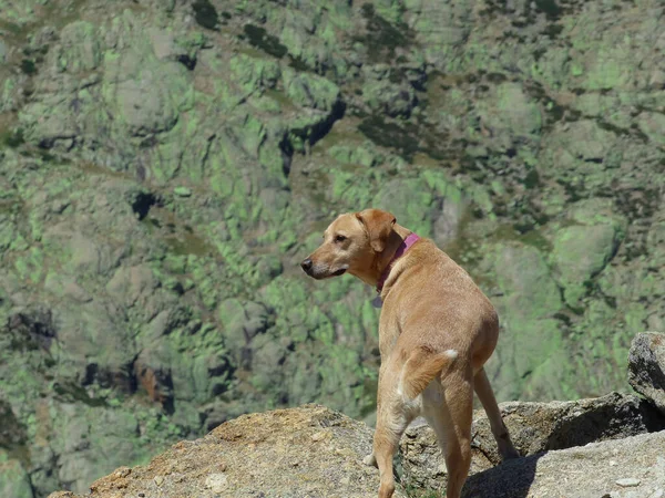 Een Closeup Van Een Schattige Eenzame Hond Zwerven Bergen — Stockfoto