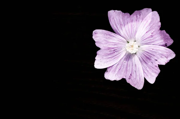 Detailní Záběr Fialové Květiny Izolované Černém Pozadí — Stock fotografie