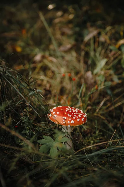 植物や葉に囲まれた森の中で育つ赤いキノコの美しい景色 — ストック写真