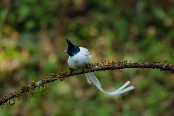 Wybiórcze Ujęcie Ptaka Chwytającego Muchy Siedzącego Drewnianej Gałęzi — Zdjęcie stockowe