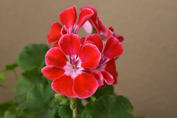 Primer Plano Flores Geranio Rojo Sobre Fondo Borroso — Foto de Stock