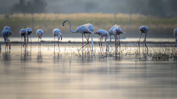 Fenicotteri Bianchi Lago Poco Profondo — Foto Stock