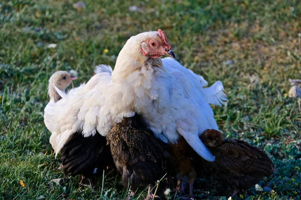 Gros Plan Poulets Griller Domestiques Sur Herbe Sous Lumière Soleil — Photo