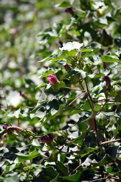 잎사귀와 피어나는 꽃봉오리가 꽃봉오리의 — 스톡 사진