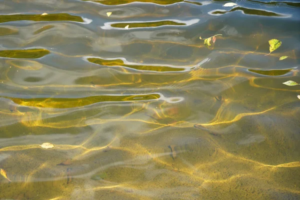 Agua Clara Ondulada Con Hojas Caídas Lago Parque —  Fotos de Stock