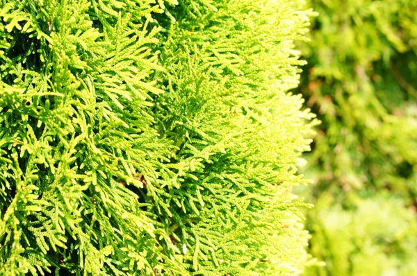 Enfoque Selectivo Árbol Jardín Verde Cubierto Por Luz Del Sol —  Fotos de Stock