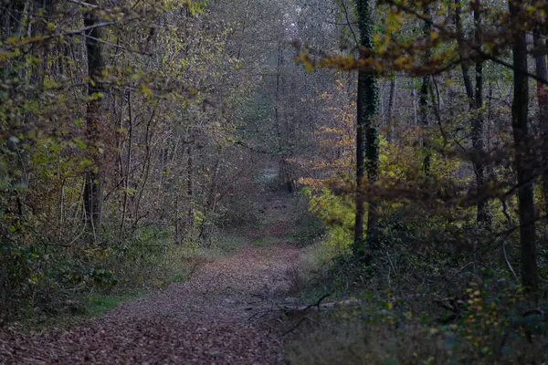 Naturskön Över Liten Stig Skogen — Stockfoto