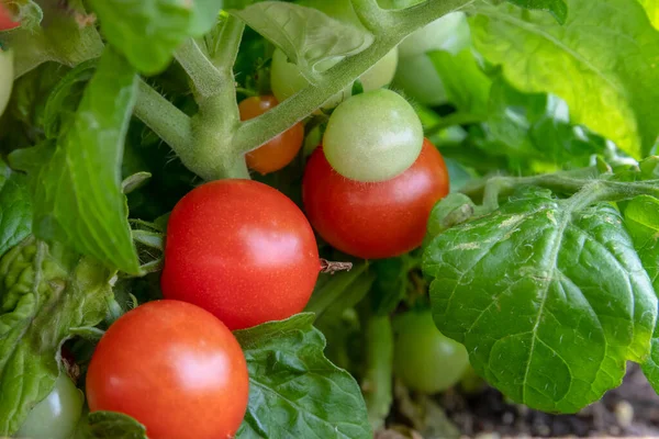 Primer Plano Los Tomates Red Robin Enanos —  Fotos de Stock